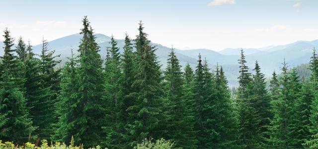 A hillside of rolling pines against a mountain landscape.
